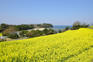長崎鼻の菜の花