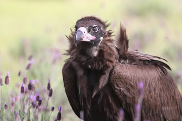 Eurasian Black Vulture in Spain