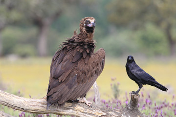 Eurasian Black Vulture in Spain