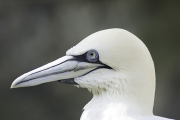 Gannet Colony muriwai seabirds near Auckland scenic sea view