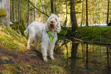 Fototapete bei efototapeten.de bestellen   