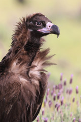 Eurasian Black Vulture in Spain