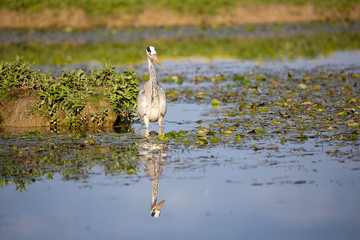 Gray Heron (Ardea cinerea) in Pond with reflection catching fish