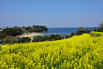 長崎鼻の菜の花