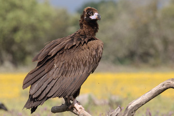 Eurasian Black Vulture in Spain