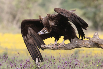 Eurasian Black Vulture in Spain