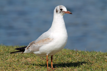 Black-headed gull (Chroicocephalus ridibundus) in juvenile plumage against blue water background