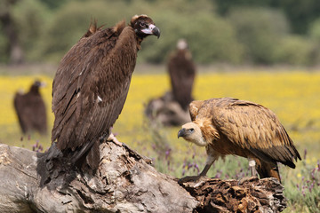 Eurasian Black Vulture in Spain