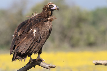 Eurasian Black Vulture in Spain