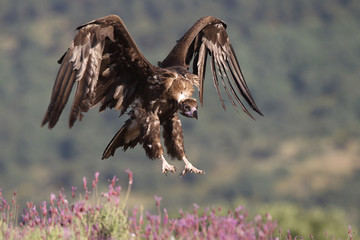 Eurasian Black Vulture in Spain