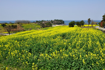 長崎鼻の菜の花