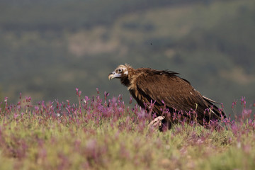 Eurasian Black Vulture in Spain