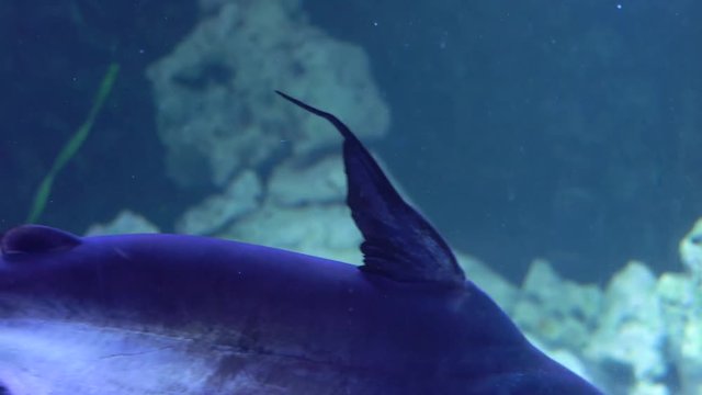 Shark swims at and past camera