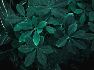 Green leaf texture. Leaf texture background
