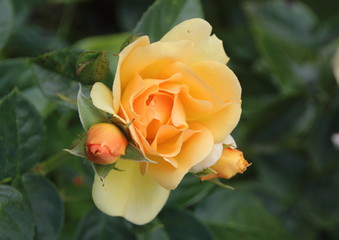 gelbe englische Strauchrose