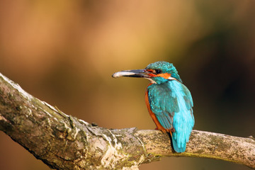 The common kingfisher (Alcedo atthis) also known as the Eurasian kingfisher or river kingfisher sitting on the branch. Common kingfisher with the fish on the beak with orange background.