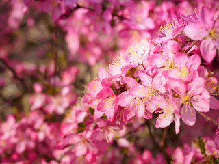 Red plum flowers with blur background