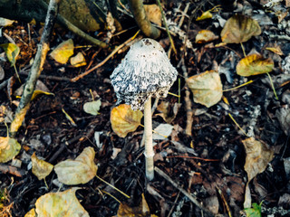 Mushrooms and Moss in the forest