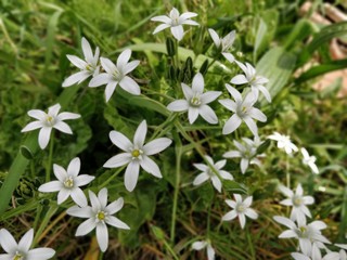 Obraz premium Fleur