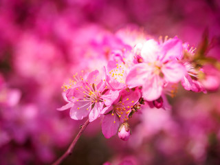 Red plum flowers with blur background