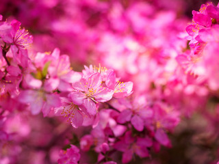 Fototapeta na wymiar Red plum flowers with blur background