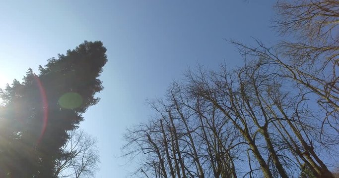 Bosco, ripresa panoramica a 360 gradi - Alberi e foglie