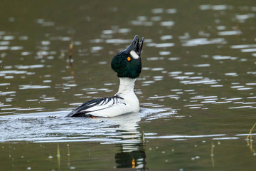 Goldeneye stretches its neck.