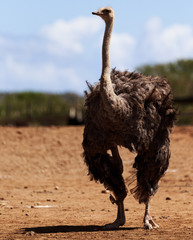 Front Full Size View of Ostrich