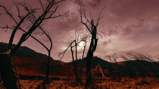 4K UHD time lapse of death tree and drought disaster, dry yellow grass and soil at mountian landscape with clouds and sun rays. Climate change, global warming and ecology problem concept. Horizontal