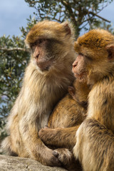 Family of  tailless Barbary macaques, protecting their baby. Gibraltar (UK), Upper Rock Nature Reserve. 