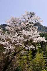 深耶馬溪の桜