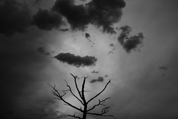View of a tree silhouette under black clouds on a dark grey background. Black-and-white photo.