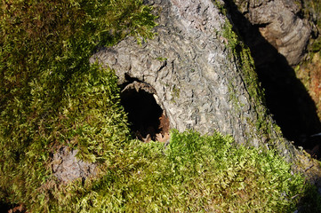 Cypress-leaved plait-moss, Hypnum moss (Hypnum cupressiforme)