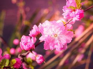 Pink plum tree flowers