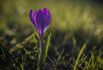 pojedynczy krokus fioletowy