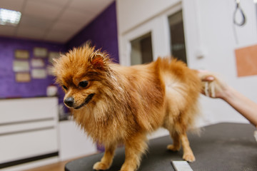 Professional care for the dog Pomeranian Spitz in the grooming salon.