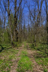 Fototapeta na wymiar Woodland walking and hiking pathway with tall trees at early spring. Early spring landscape. A woodland pathway leading through tall trees.