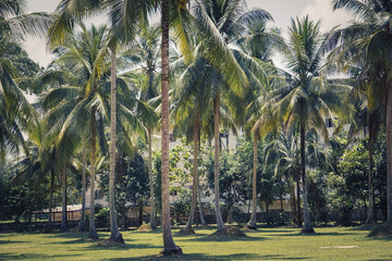 Palmen in Tailand