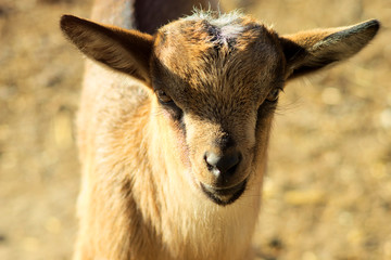 kleiner Ziegenkopf in Großaufnahme im Frühling
