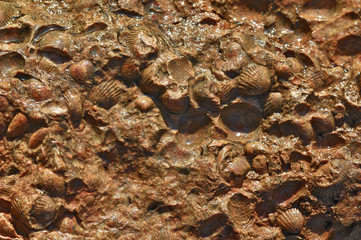  Limestone with fossilized mollusk. Close up of prehistoric extinct animals in stone.Top view background. Fossilized sea shell imprints in the rock