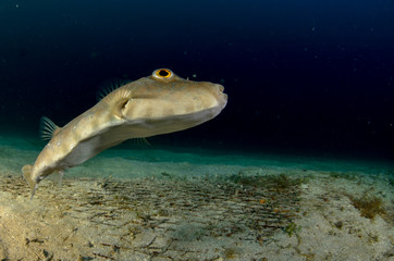 Fototapeta premium Reef fishes from the sea of cortez, mexico