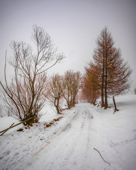 Nature during winter