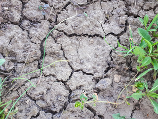 dry land and green plant