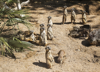Family of meerkats get warming in the morning sun