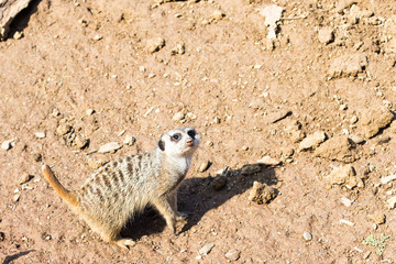 Obraz premium A large family meerkat is in a zoo