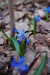 Scilla siberica, Siberian Squill
