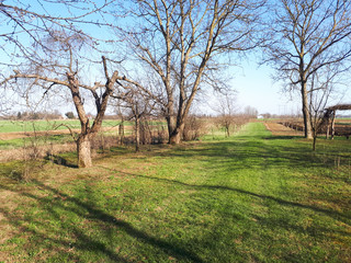 road, trees, green grass and arable fields