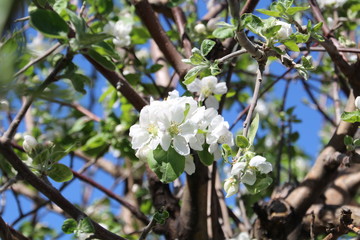 Apple Tree Blooming, Edmonton, Alberta