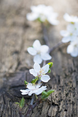 white blossom on old wood background shallow dof