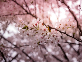 Beautiful cherry blossom sakura in spring